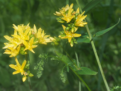 Hypericum montanum