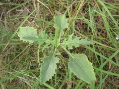 Tetragonotheca texana