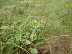 Tetragonotheca texana