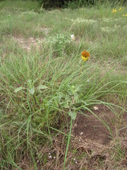 Tetragonotheca texana