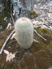 Mammillaria densispina