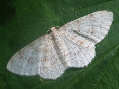 Hydrelia sylvata