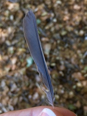 Cyanistes caeruleus calamensis