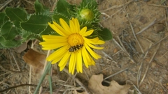 Acmaeodera macra