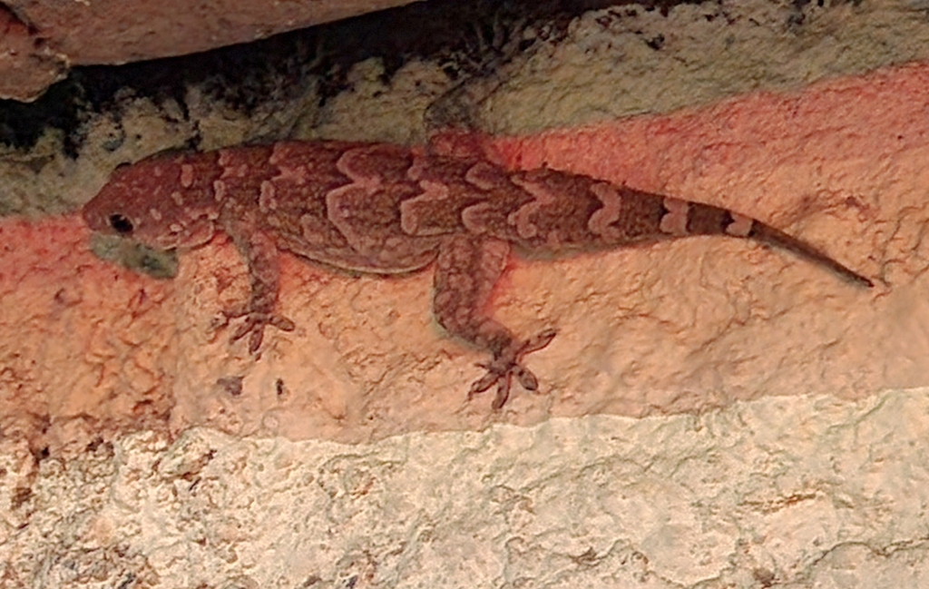 Chandanapalli Half-Toed Gecko