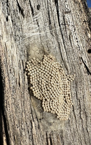 Rusty Tussock Moth photo 3