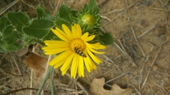 Acmaeodera macra