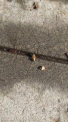 Apis mellifera