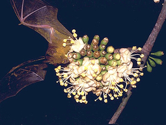 Phyllostomus discolor