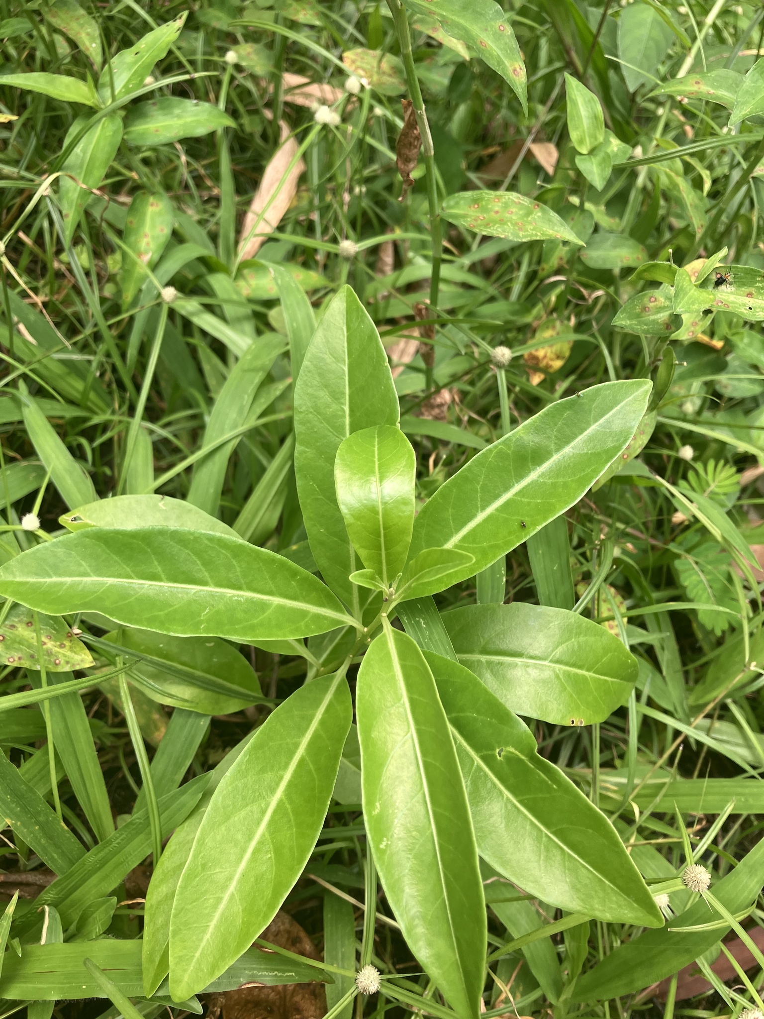 Imagem de Jasmim-verde