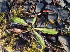 Taraxacum ceratophorum