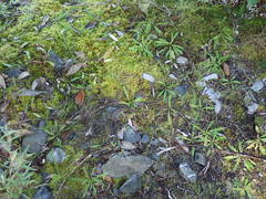 Taraxacum ceratophorum