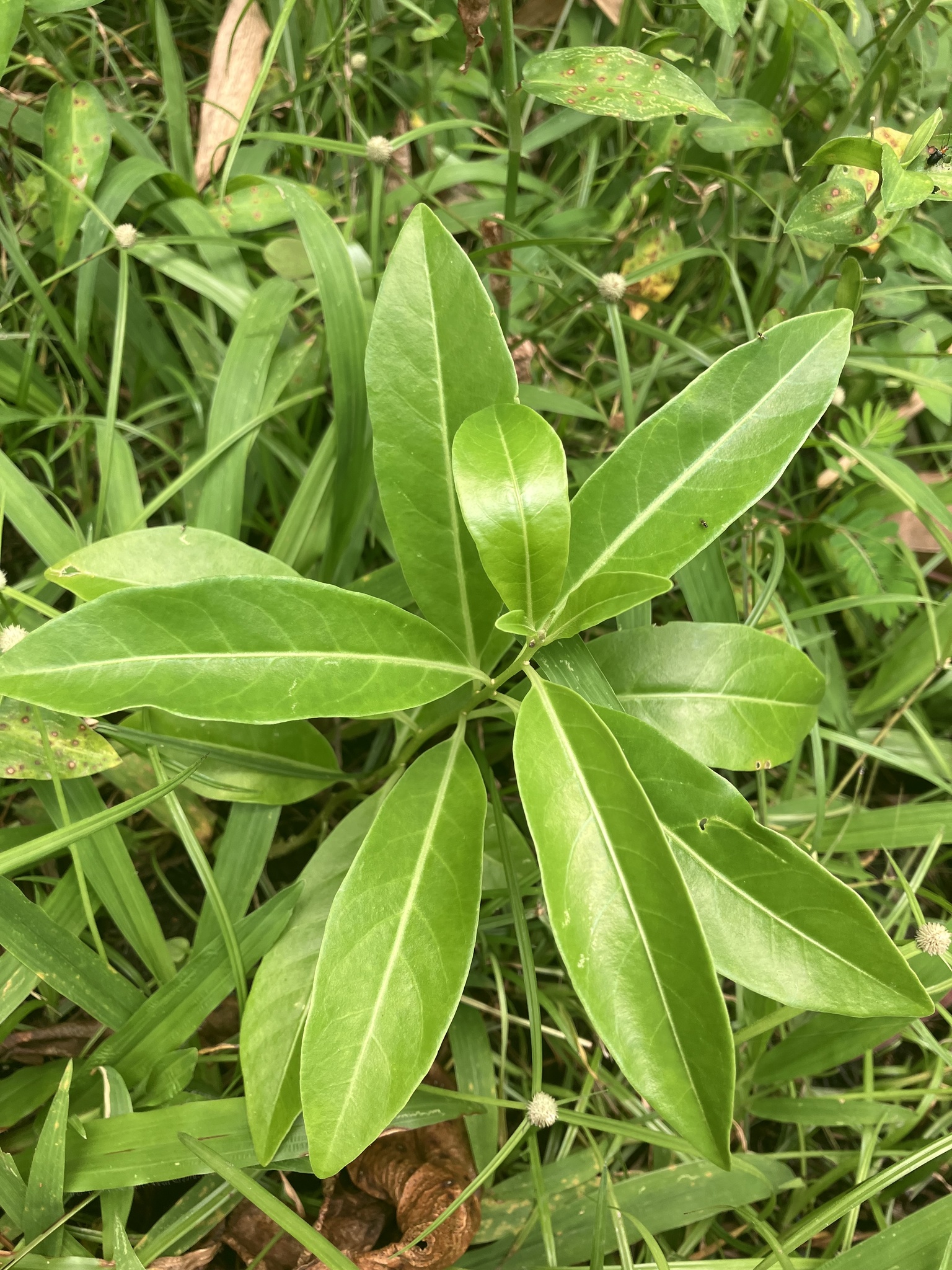 Imagem de Jasmim-verde