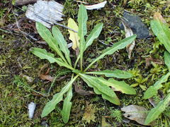 Taraxacum ceratophorum