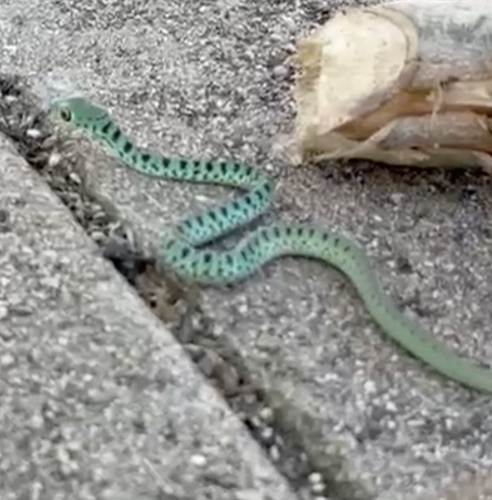 Spotted Bush Snake