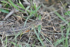 Sceloporus scalaris