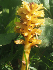 Orobanche flava