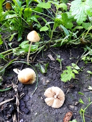 Agaricales