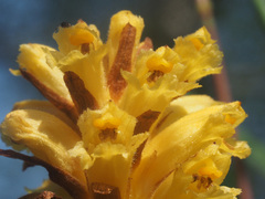 Orobanche flava