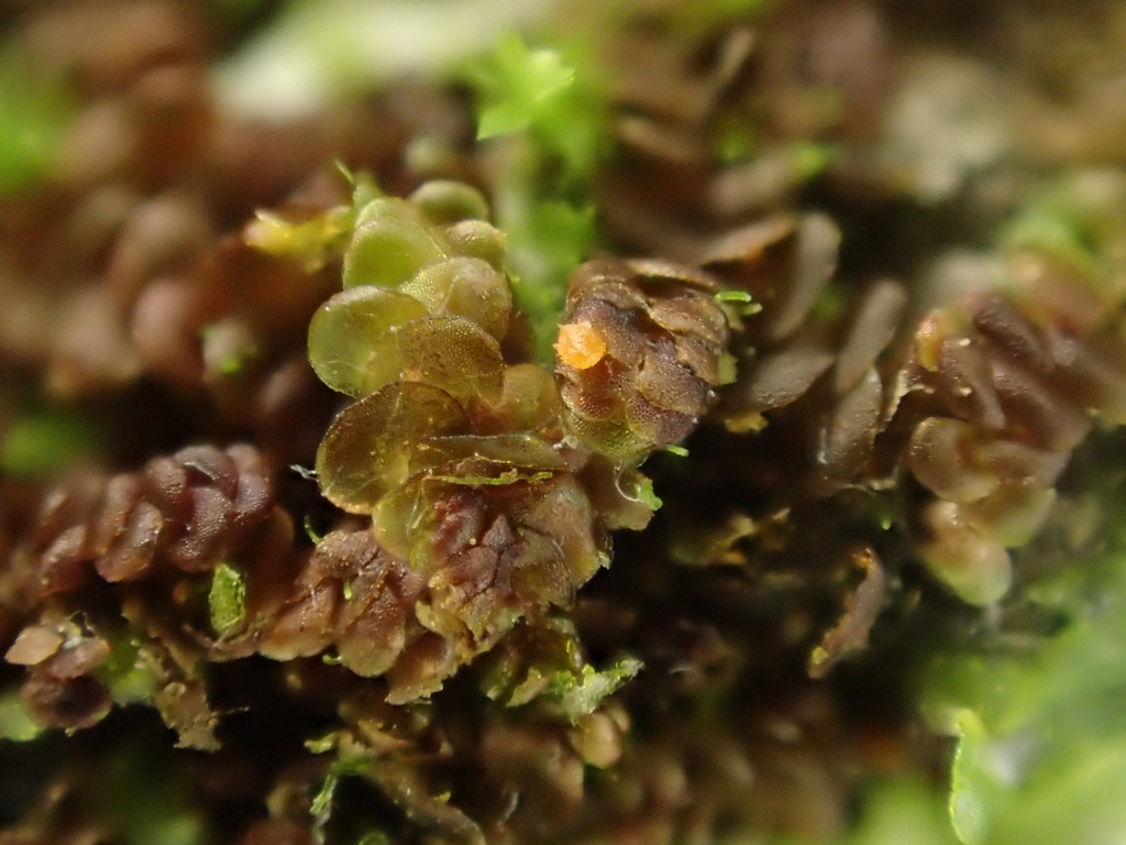 Octosporella erythrostigma