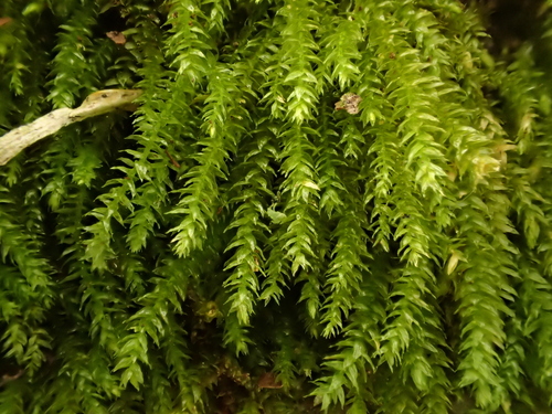 Twist-tip Feather-moss (Oxyrrhynchium schleicheri)