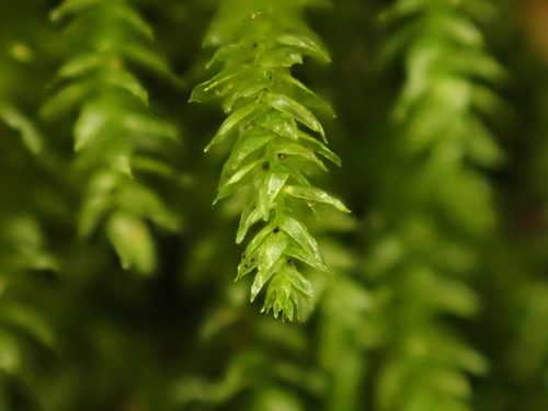 Image of Oxyrrhynchium schleicheri by (c) George Greiff, some rights reserved (CC BY)