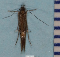 Cosmopterix scirpicola