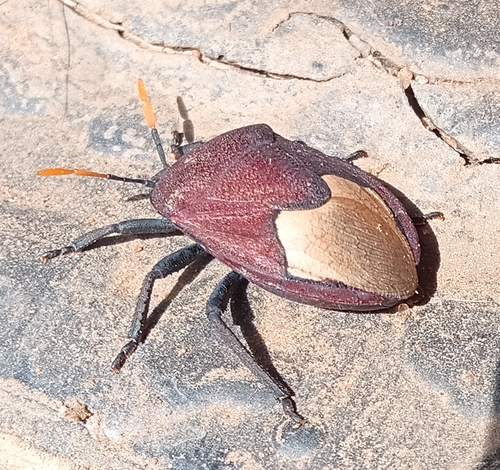 Watermelon Bug