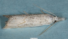 Haimbachia squamulellus