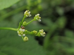 Spananthe paniculata