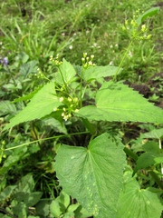 Spananthe paniculata