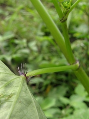 Spananthe paniculata