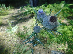 Cirsium eriophorum