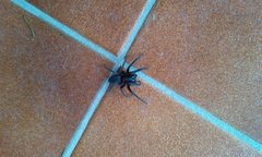 Segestria florentina