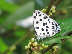 Tajuria maculata