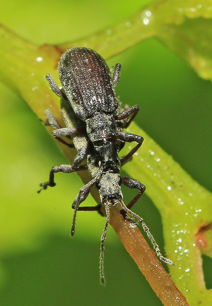Myllocerus raddensis