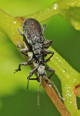 Myllocerus raddensis