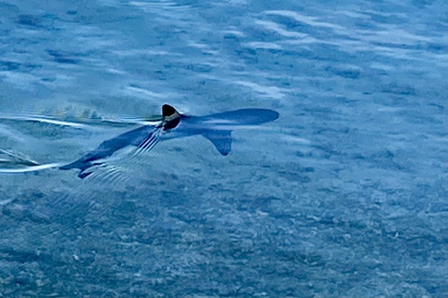 Blacktip Reef Shark