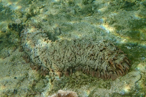 Pineapple Sea Cucumber