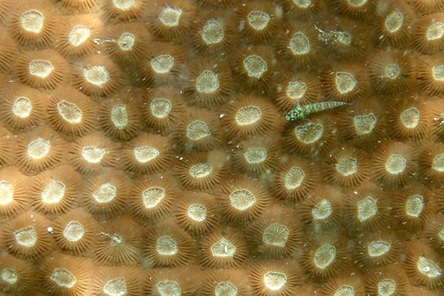 Diploastrea heliopora