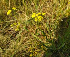 Bupleurum bicaule