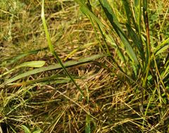 Bupleurum bicaule