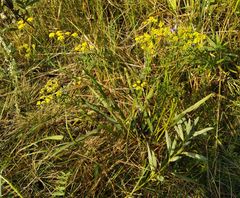 Bupleurum bicaule