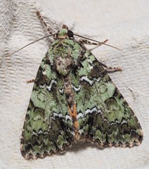 Polyphaenis sericata