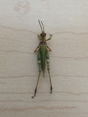 Bootettix argentatus