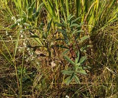 Thermopsis lanceolata