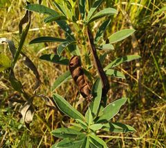 Thermopsis lanceolata