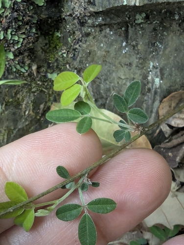 Lespedeza chinensis iNat (2)