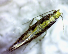 Aristotelia rubidella