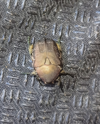 Protaetia delavayi